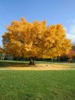 Ginko biloba