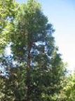 Libocidrus