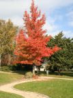 Liquidambar