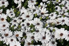 Osteospermum