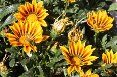 Gazania